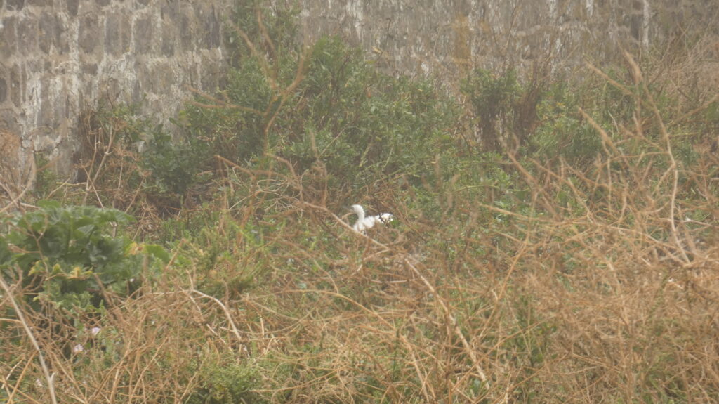 Une jeune aigrette garzette sur son nid
