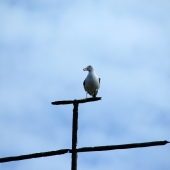 SONY DSC