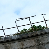 SONY DSC