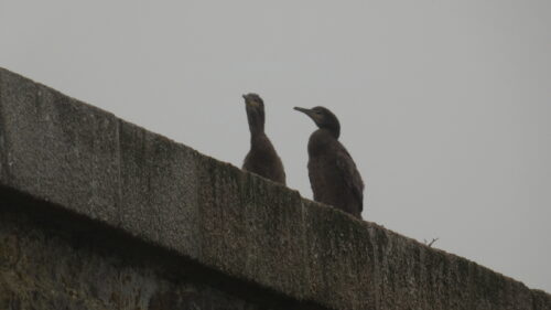 2 jeunes cormorans sur un rempart de l'île du Large Saint Marcouf en août 2025